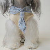 Close-up of dog vest bandana collar tied in a knot on a small dog