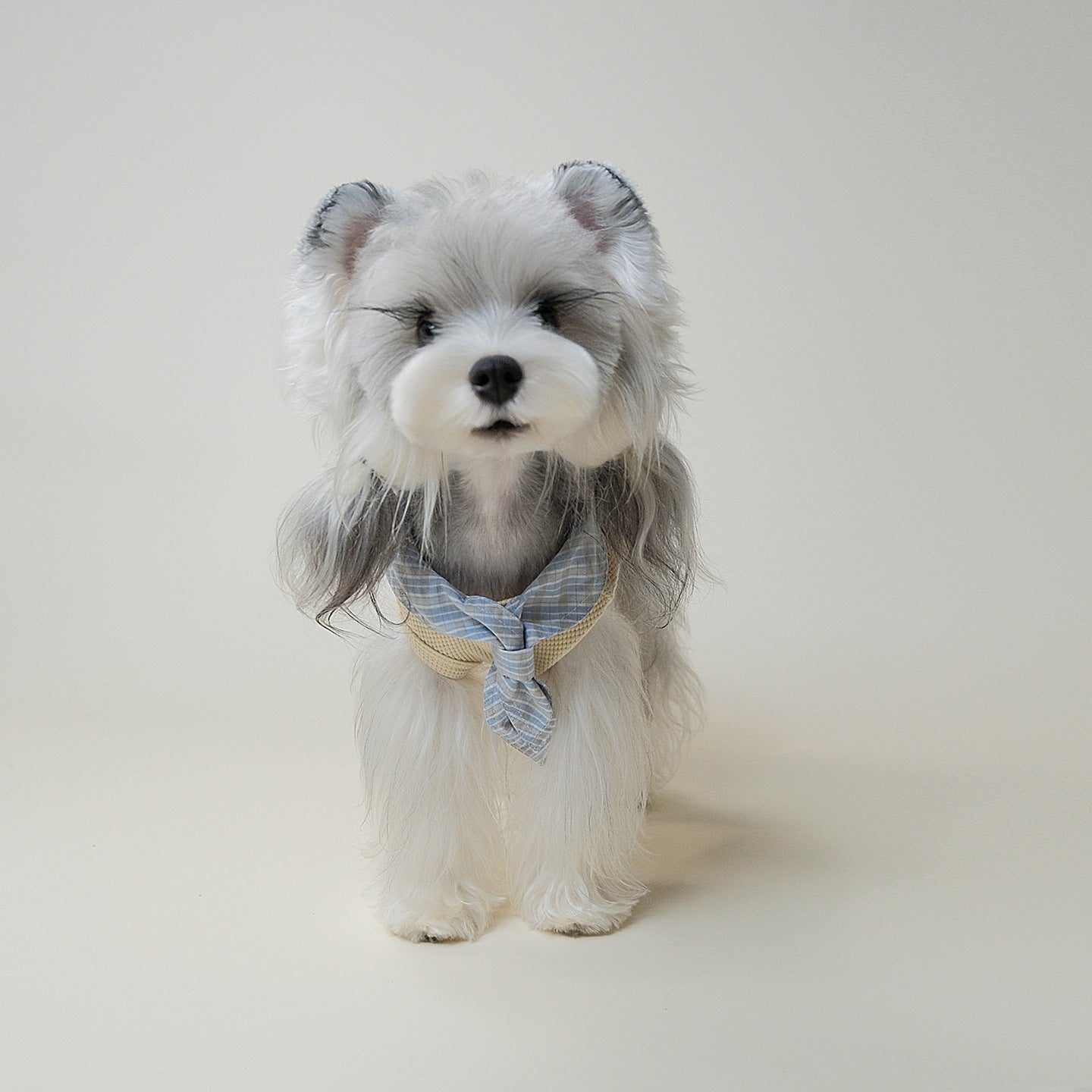 Schnauzer wearing cream dog vest with blue striped bandana, front view