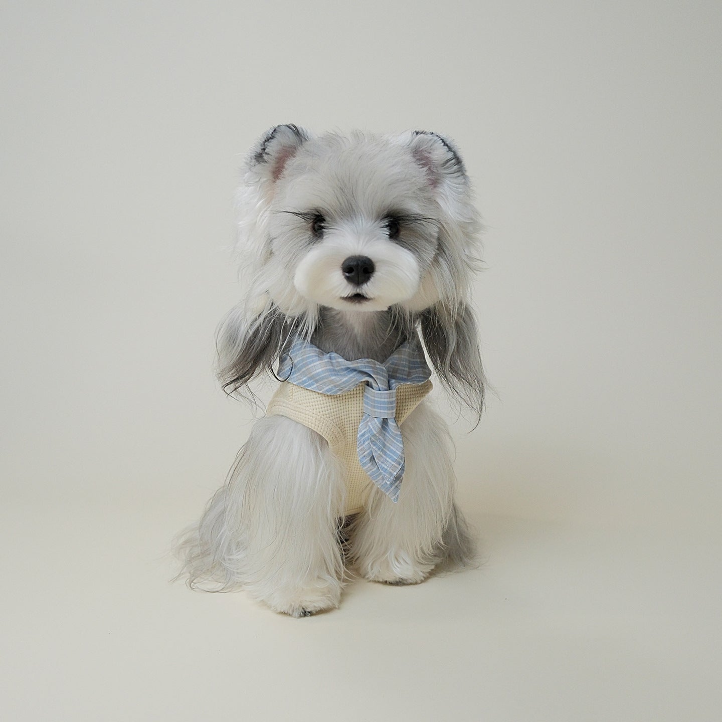 Small dog sitting in cream knit vest with blue bandana collar