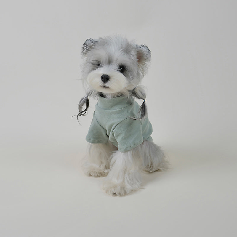 Small dog sitting in a cream turtleneck sweater
