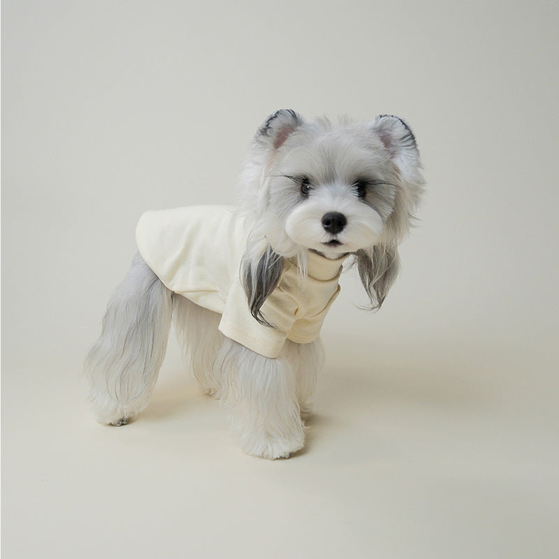 Small dog wearing a soft blue sweater