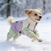Dog wearing purple and green windbreaker jumpsuit running in snow